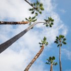Palmen wiegen sich über dem Kopf — Stockfoto