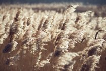 Reed longo na luz solar — Fotografia de Stock