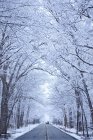 Road with snow covered trees — Stock Photo
