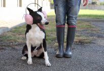 Собака в розовых наушниках — стоковое фото