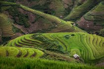 Campos de arroz em vietnam — Fotografia de Stock
