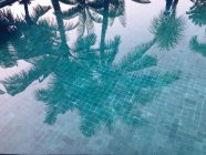 Reflection of palm trees — Stock Photo