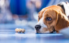 Sad looking beagle Dog — Stock Photo