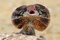 Сердитий Роудз шиї ящірка — стокове фото