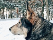 Perro husky en el bosque de invierno - foto de stock
