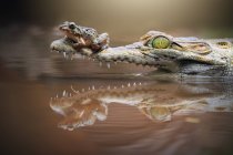 Лягушка сидит на кайманском рокодиле — стоковое фото