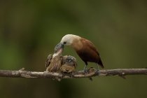 Mother bird feeds clinging — Stock Photo