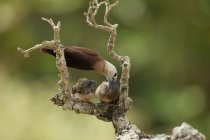 Vogelmutter füttert ihr Klammern — Stockfoto