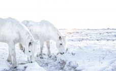 Pferde suchen Gras unter dem Schnee — Stockfoto