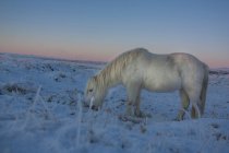 Cavalo procurando grama sob a neve — Fotografia de Stock