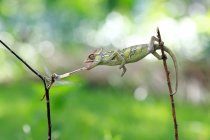 Chameleon caught a dragonfly — Stock Photo