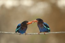 Pássaros que passam um peixe no bico — Fotografia de Stock