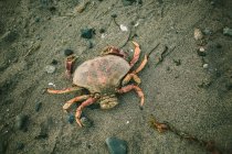 Krabbe an der Küste — Stockfoto