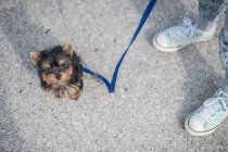 Дівчина бере собаку для прогулянок — стокове фото