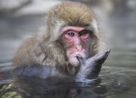 Мавпа нагрівається в гарячих джерелах води — стокове фото