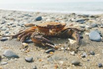Krabbe an der Küste — Stockfoto