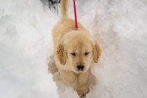 Golden retriever caminando en la nieve - foto de stock