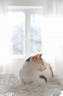 Lindo gato acostado en la servilleta de punto - foto de stock