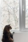 Kann auf Fensterbank sitzen — Stockfoto