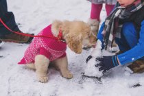 Puppy dog licking mini snowman — Stock Photo