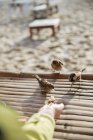 Woman feeding birds on beach — Stock Photo
