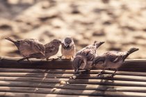 Pájaros gorriones alimentándose en la playa - foto de stock