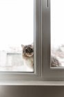 Gato gris sentado en alféizar de la ventana - foto de stock