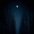 Lua sobre árvores nuas — Fotografia de Stock