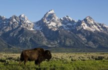 Bisonte con montañas en el fondo - foto de stock