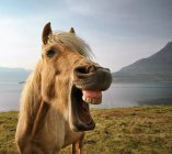 Porträt eines isländischen Pferdes — Stockfoto