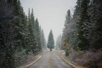 Strada e pini in inverno — Foto stock