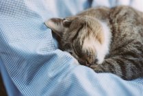 Кот спит на подушке — стоковое фото