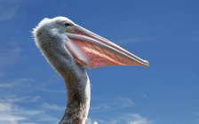 Profile portrait of pelican — Stock Photo