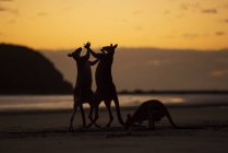 Silhouette di tre canguri — Foto stock