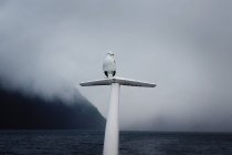 Bird perching on end of boat — Stock Photo