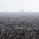 Frozen grass field in morning fog — Stock Photo