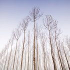 Kahle Bäume am klaren Himmel — Stockfoto