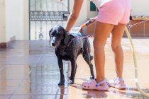 Дівчина миє чорного собаку — стокове фото