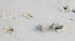 Синие крабы вылезают из песка — стоковое фото