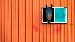 Pferd ragt Kopf aus Fenster — Stockfoto