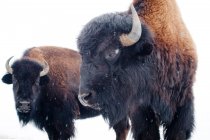 Dois bisões no inverno — Fotografia de Stock
