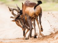 Two red Hartebeest fighting — Stock Photo