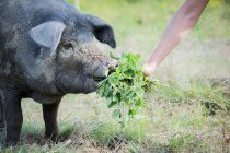 Cerdo negro comiendo trébol - foto de stock