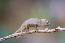 Chameleon on tree twig — Stock Photo