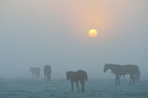 Cavalli che camminano attraverso prati nebbiosi — Foto stock