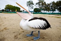Пеликан, Голд-Кост, Австралия — стоковое фото