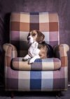 Собака лежит в кресле — стоковое фото