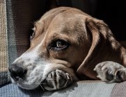 Dog resting on armchair — Stock Photo