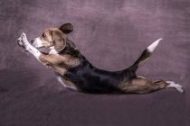 Вид на собаку, що стрибає — стокове фото