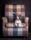 Hund auf Sessel liegend — Stockfoto